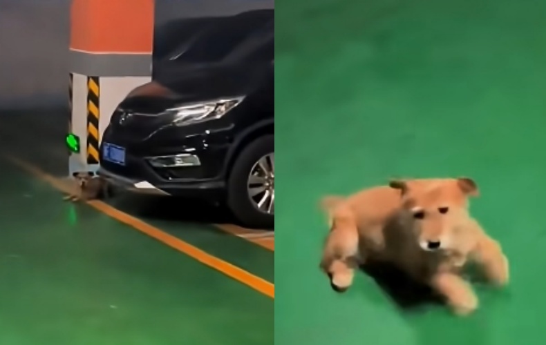 流浪狗小黃在新職場停車場驚喜現身，見到餵養人後激動地原地轉圈。（翻攝自YT）
