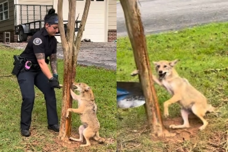 郊狼的右前腳卡在樹幹縫隙中，警方拆樹救下，牠卻在脫困前不停「汪汪叫」。（翻攝自FB @Taylor Pollock）
