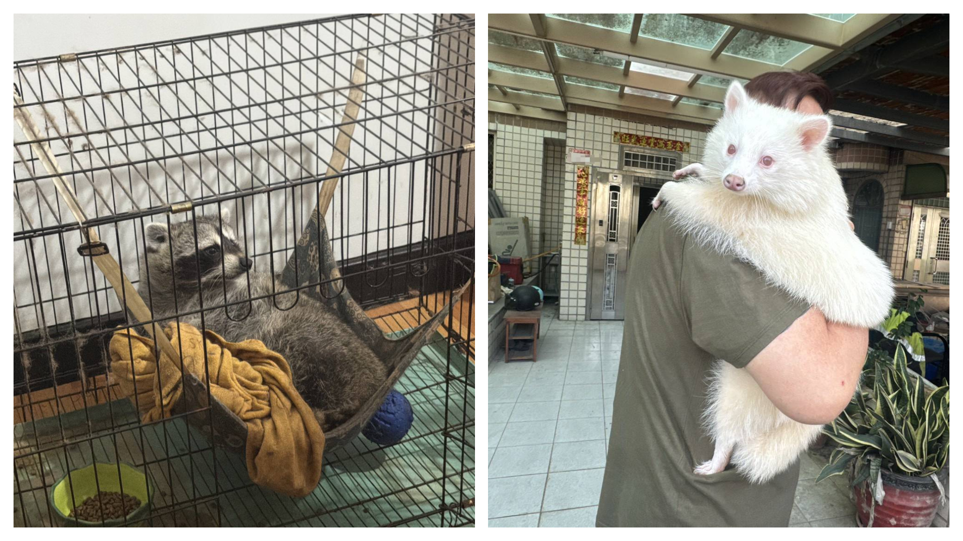 本次公告禁止家庭飼養的動物包含浣熊、河口鱷，以及蝮蛇科、蝙蝠蛇科之毒蛇，共計3大類、641種具高度危險性之動物。（桃園市動保處提供）