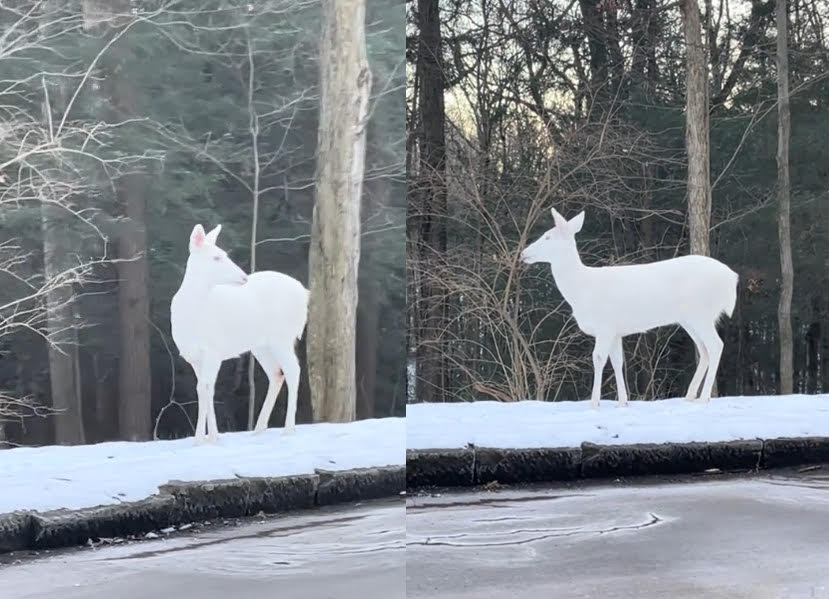 外國一名女網友開車時，在路邊巧遇罕見的白化鹿。（翻攝抖音@carolynnrs）