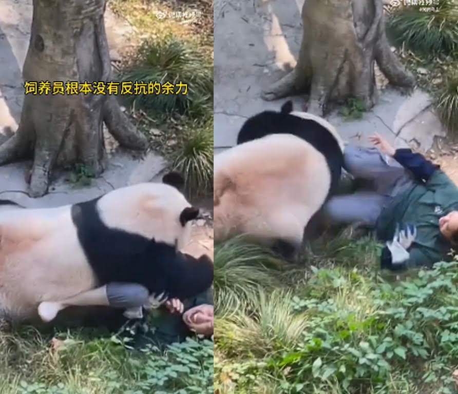 貓熊將飼養員撲倒在地，還好最後飼養員自行逃脫。（翻攝微博）