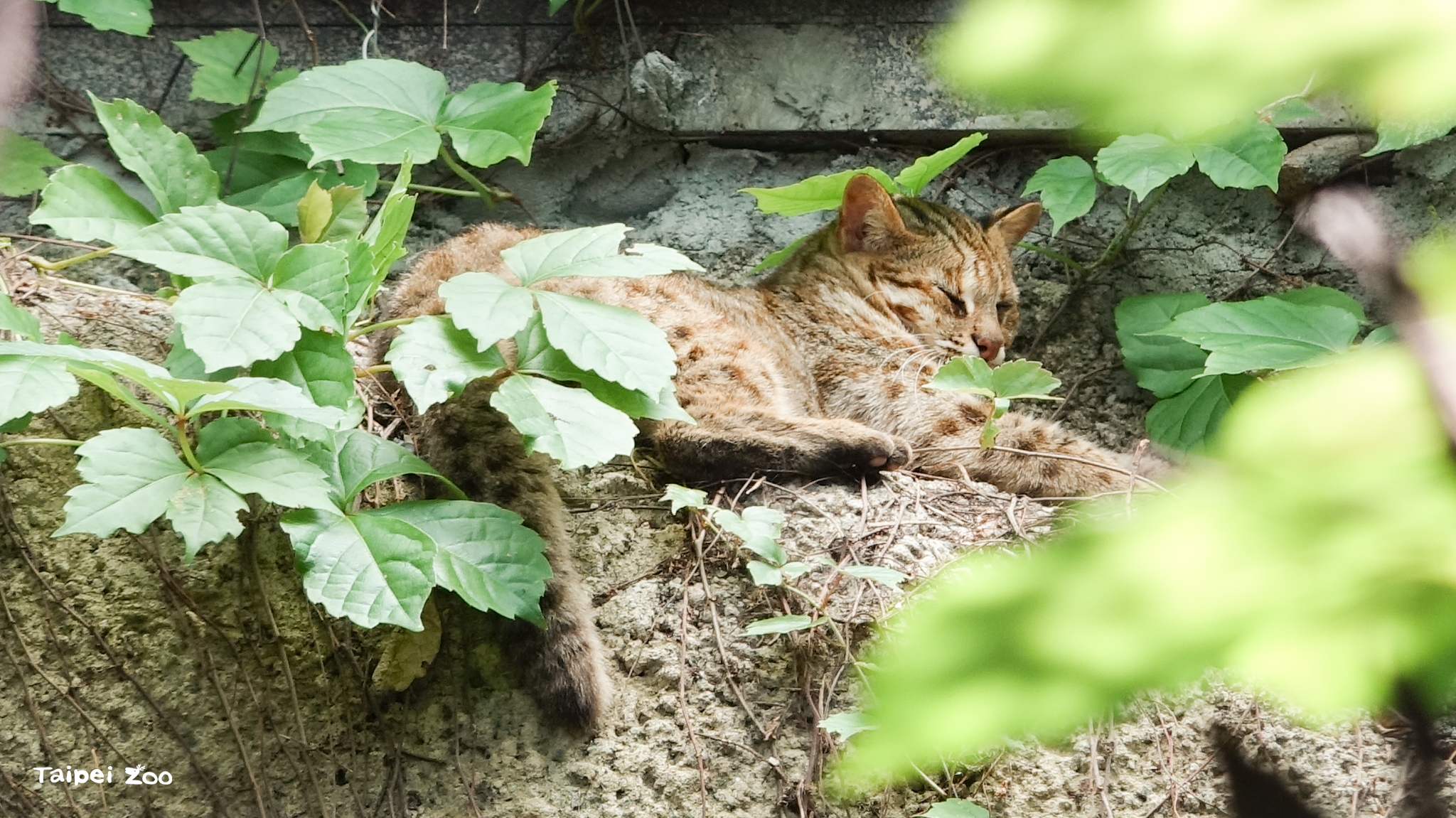 園內石虎保育大使「小母」已於5月1日安詳離世，享年19歲。（台北市立動物園提供）
