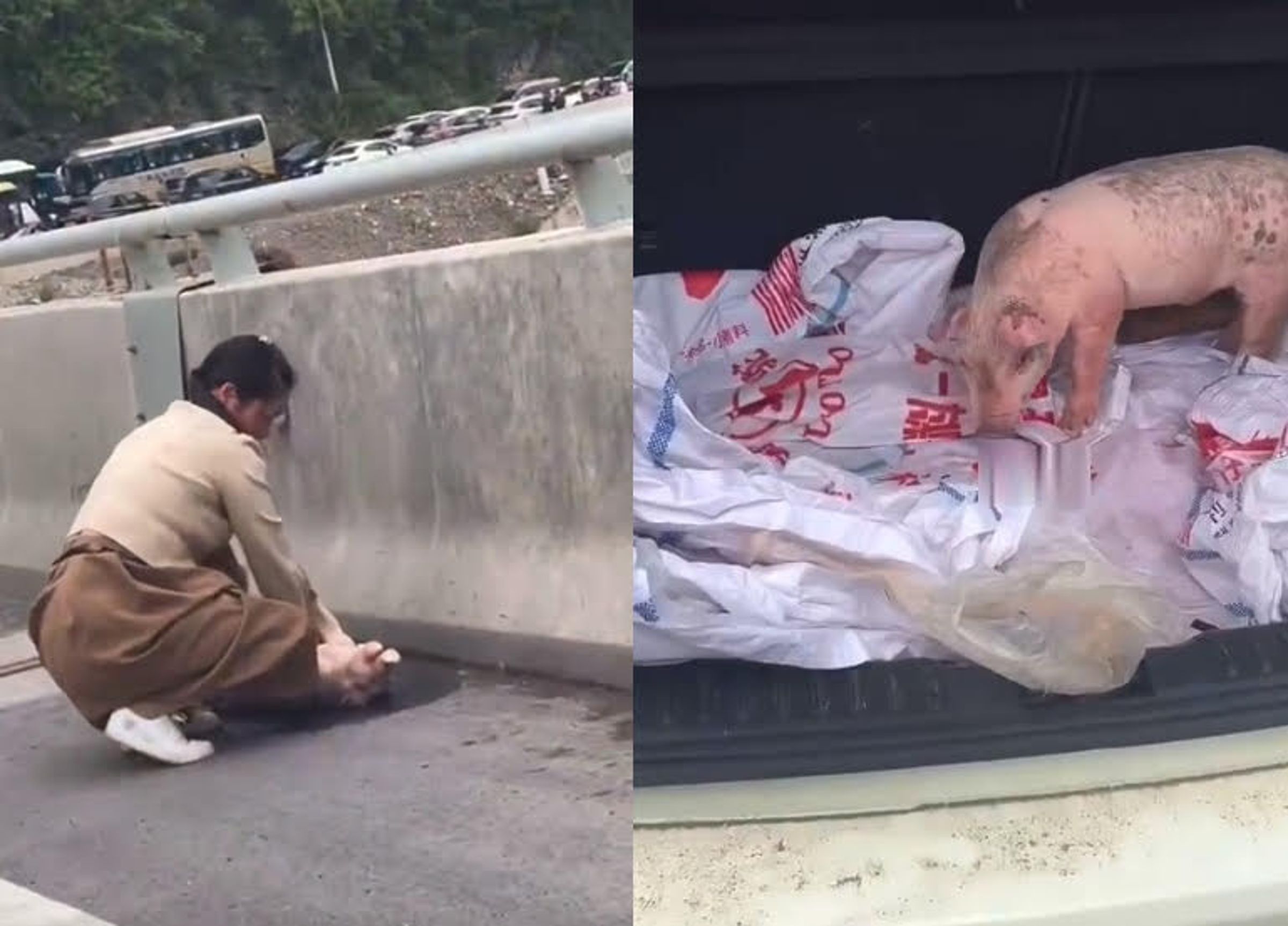 車主急忙幫暈死的小豬做CPR急救,但仍回天乏術。(翻攝微博)