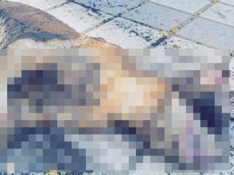 高雄一隻貓咪疑似被虐待後再放火燒死，動保處及警方已介入調查。（翻攝自許鐳譯臉書）