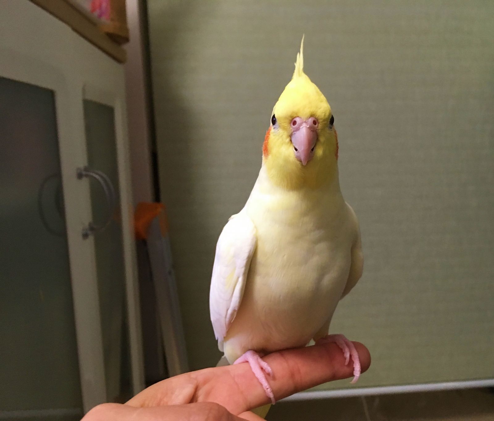 日男潛入女友香閨綁架4隻鸚鵡 恐嚇「不見面就撕票」下場超狼狽