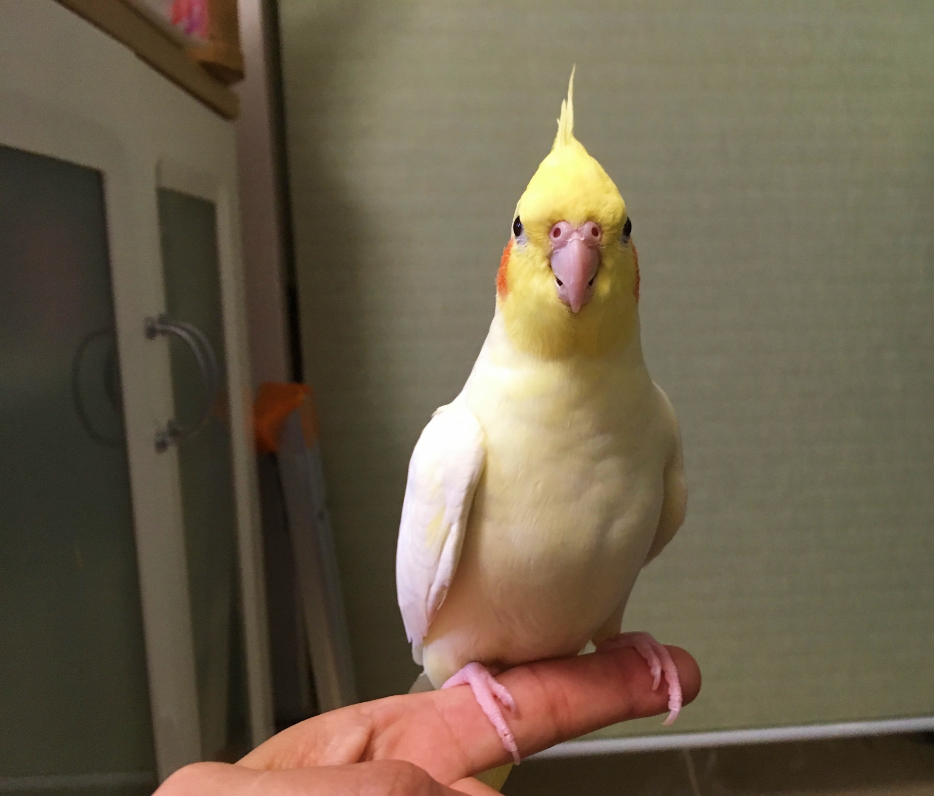 日本一名男子綁架女性友人的鸚鵡,逼對方現身見面,否則就傷害愛鳥。(示意圖,photoAC)