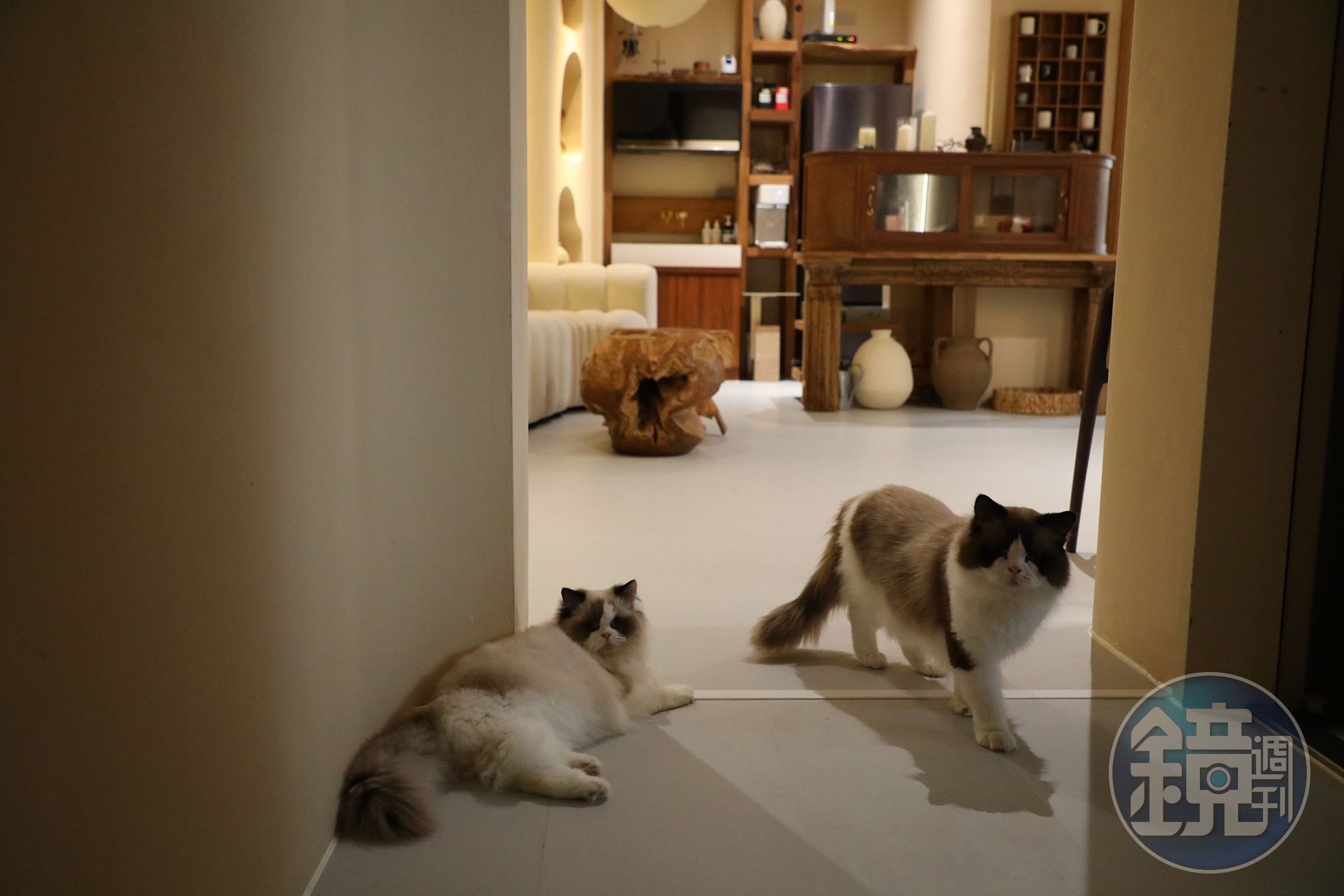 主人飼養了兩隻可愛的貓,很受住客歡迎。