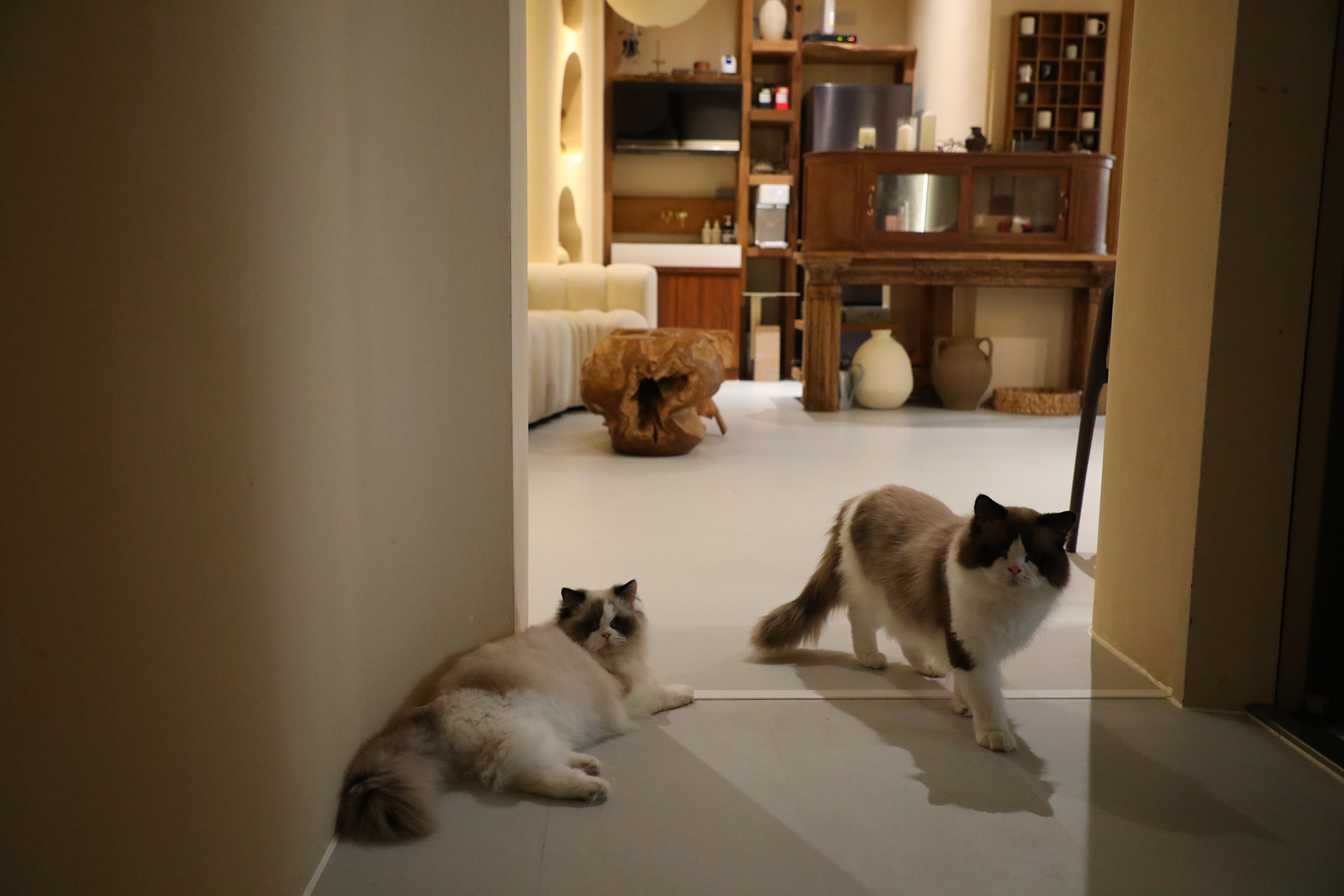 主人飼養了兩隻可愛的貓，很受住客歡迎。