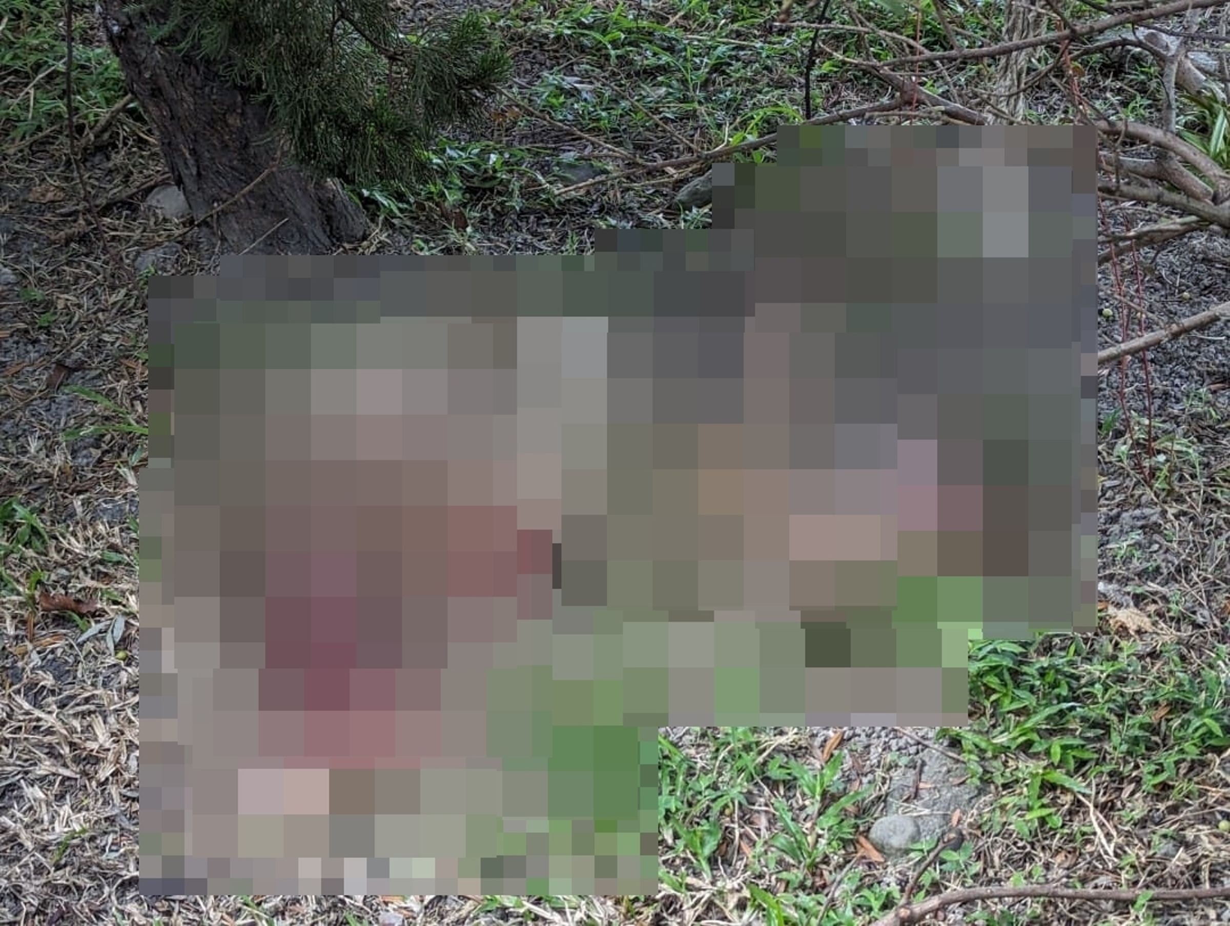 新店區驚傳一起動物遭虐殺剝皮分屍事件,動保處初步研判屍體為山羌。(翻攝自游皓麟臉書)