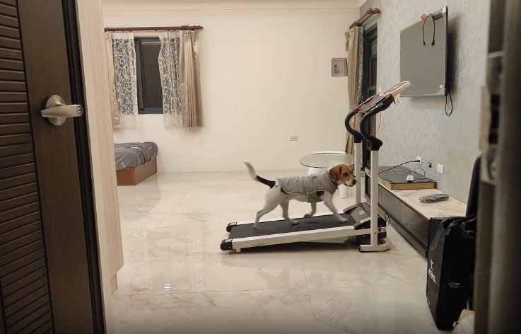 搜救犬狂跑「跑步機」連速度都要求。（翻攝自Threads）