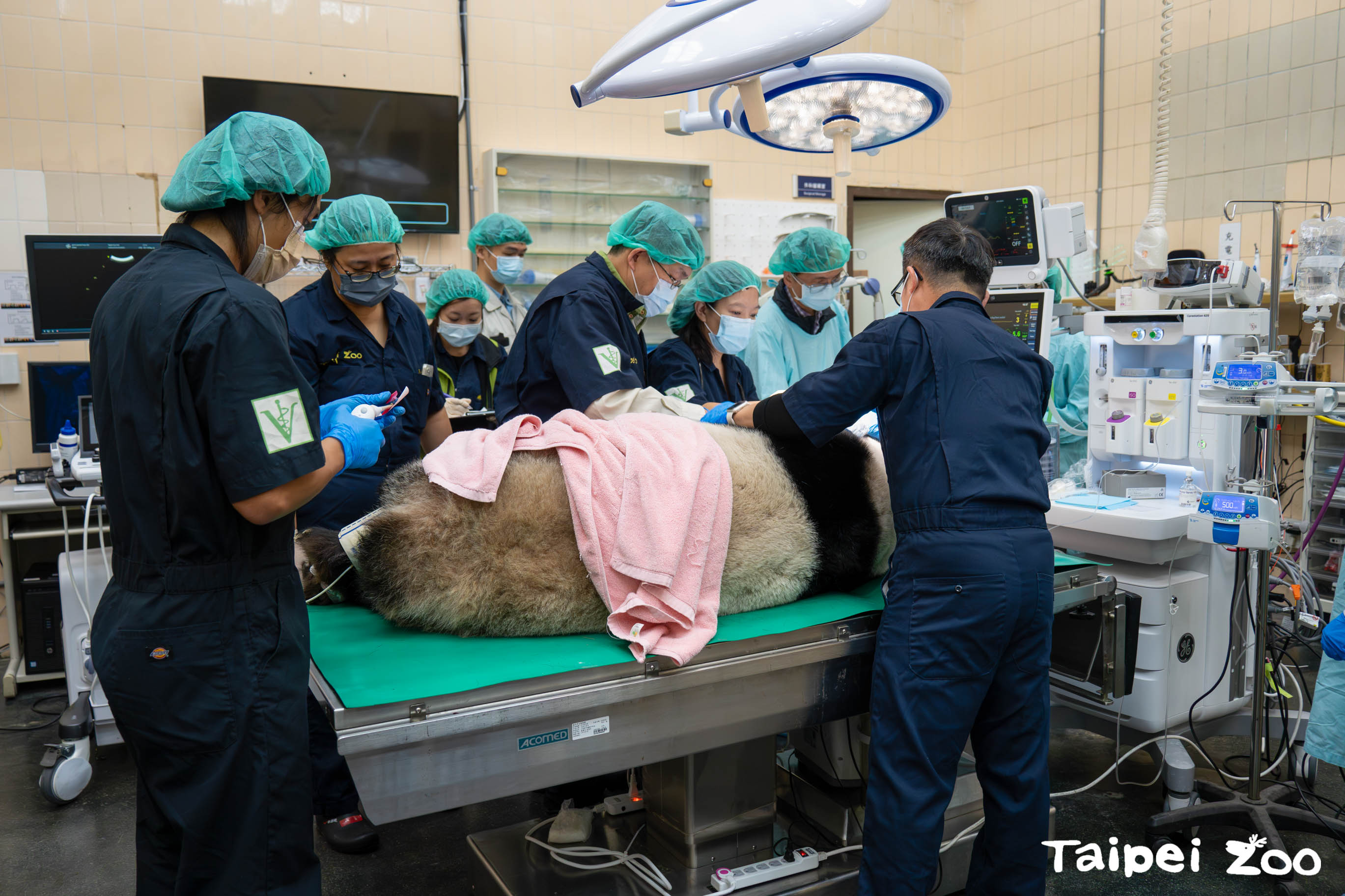 動物園16日邀請麻醉科、牙科與影像相關專家們組成醫療顧問團隊,為大貓熊「圓仔」進行健康檢查。(台北市動物園提供)