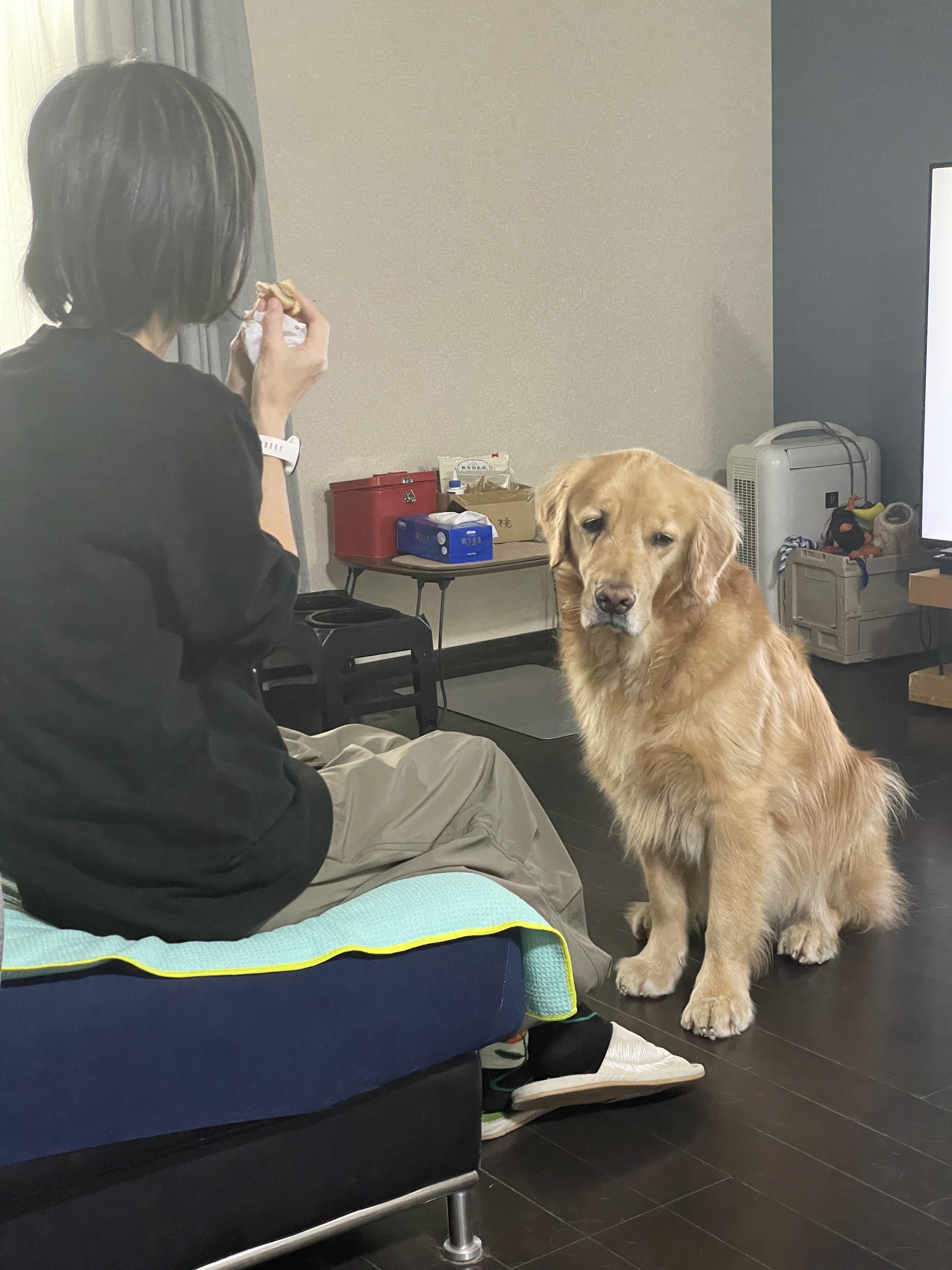 當主人吃掉手裡最後一口漢堡後,賽納整張臉瞬間垮了,眼神滿是黯淡失落。(翻攝自X @セナ・困り顔のゴールデンレトリバー)