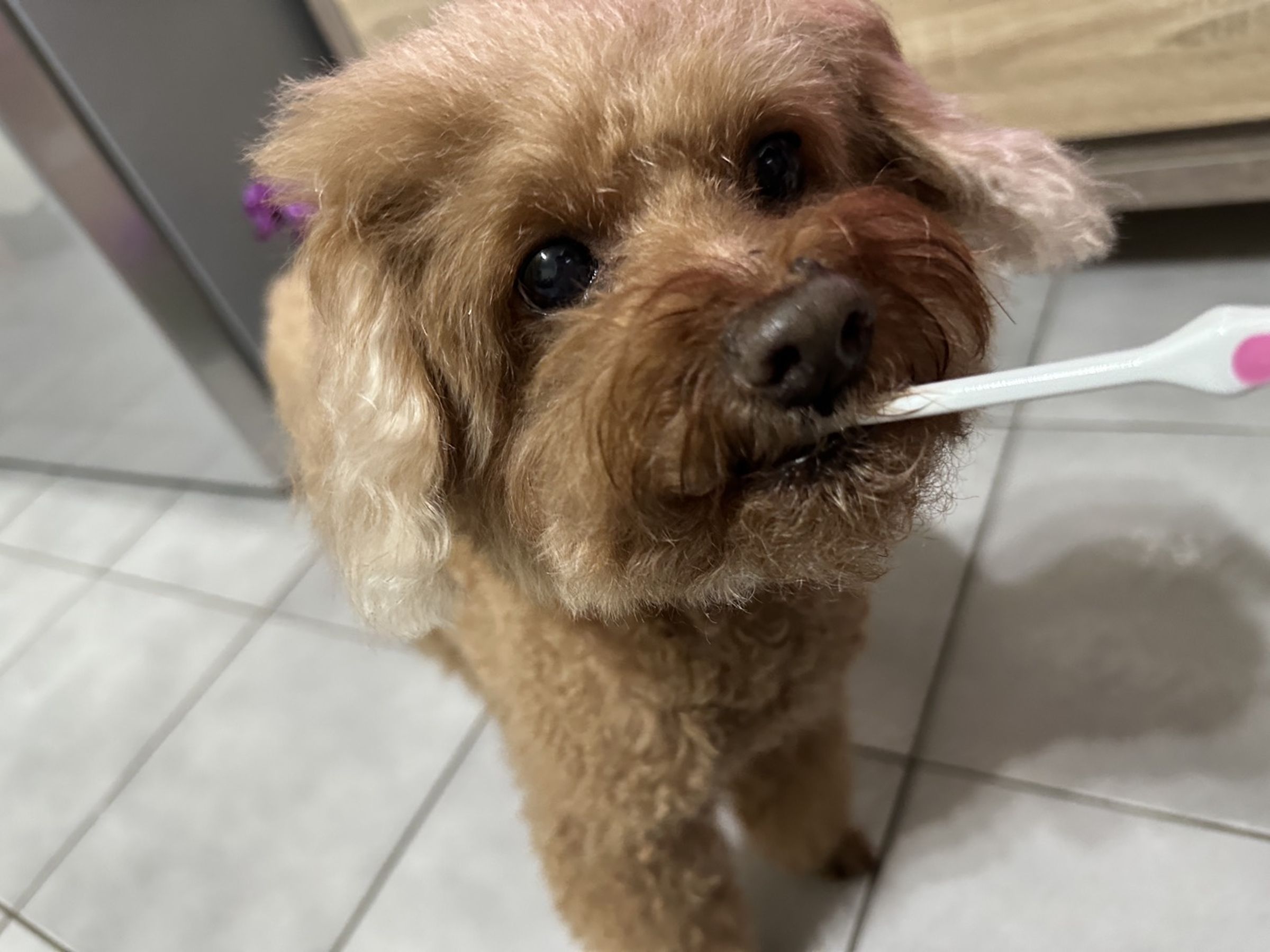 飼主幫家中寵物刷牙。(新北動保處提供)