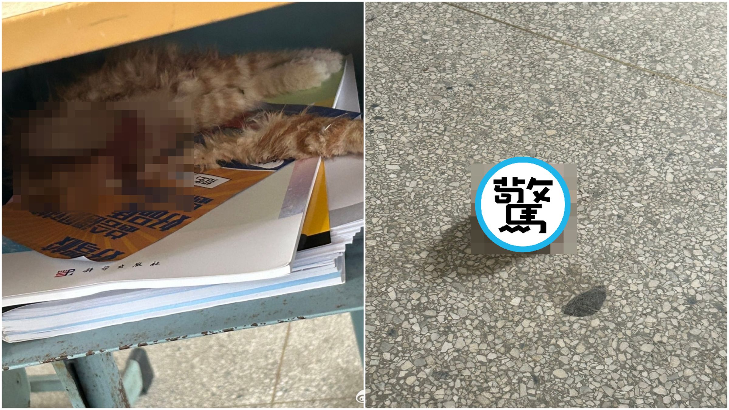 中國橘貓遭分屍，頭首分離塞課桌，校方竟喊「不確定是否人為」。（翻攝微博）