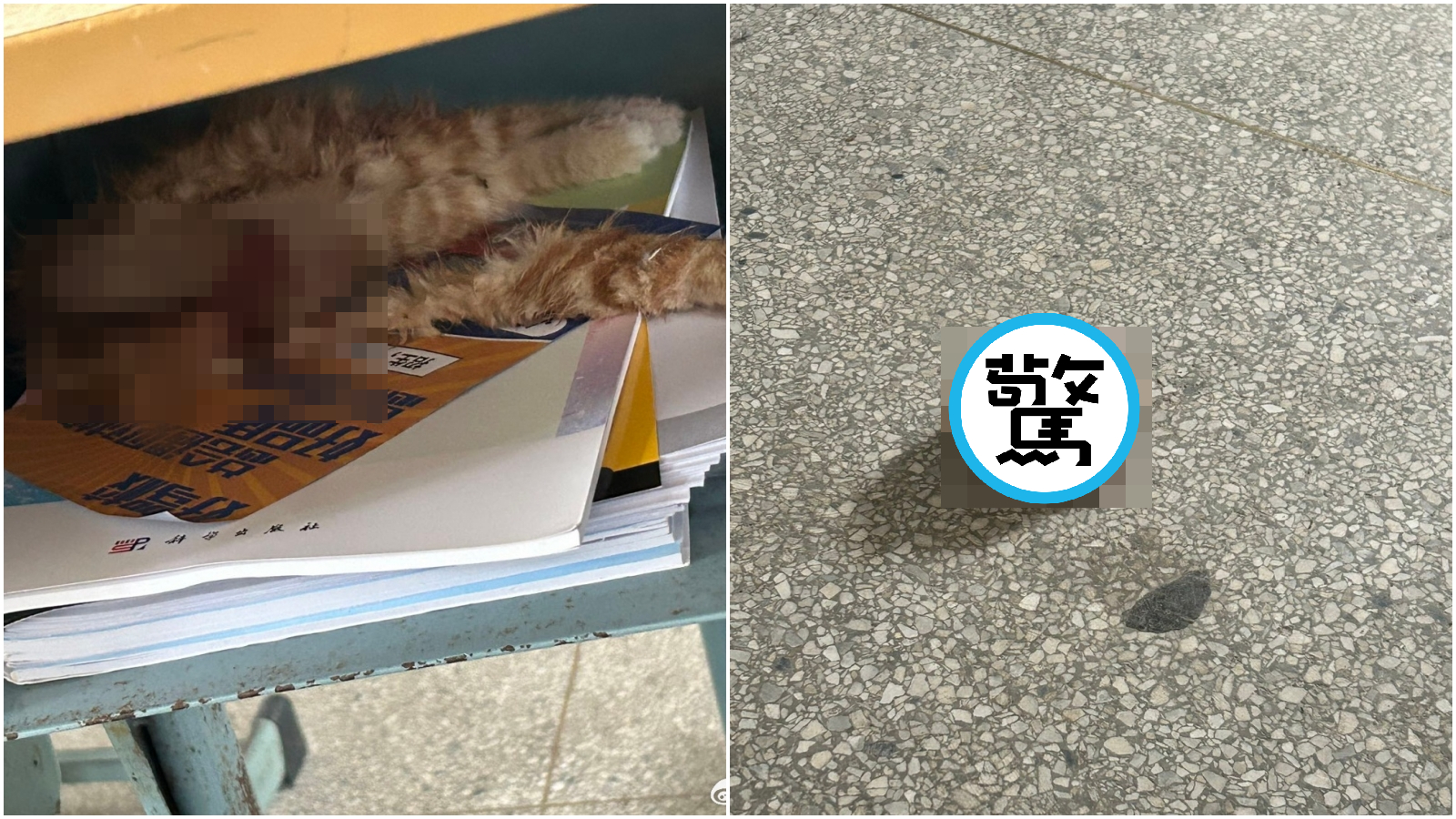 中國橘貓遭分屍，頭首分離塞課桌，校方竟喊「不確定是否人為」。（翻攝微博）