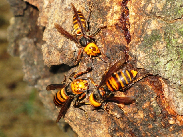農業部提醒，若遇到虎頭蜂請勿揮打，以免引發蜂群的攻擊。（示意圖，photoAC）