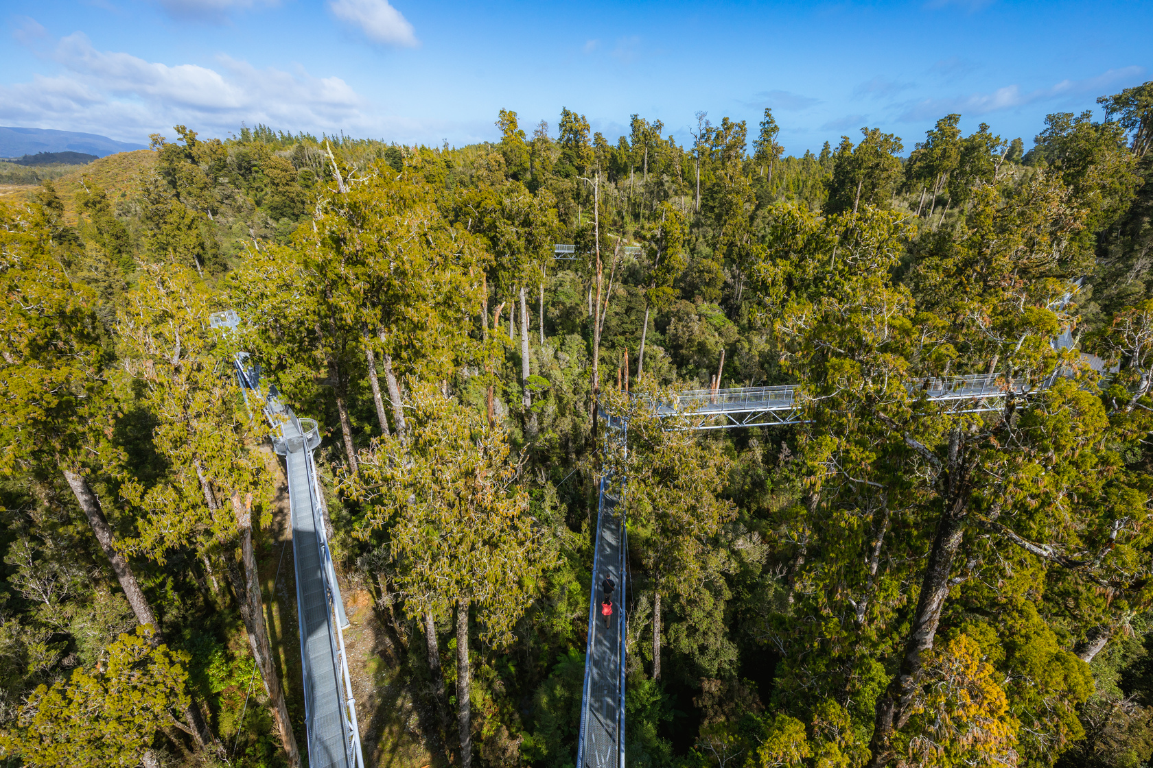 「西海岸樹冠探索步道」的古老溫帶雨林，在晴朗天氣下顯得翠綠宜人，步道以不破壞自然的方式建造。