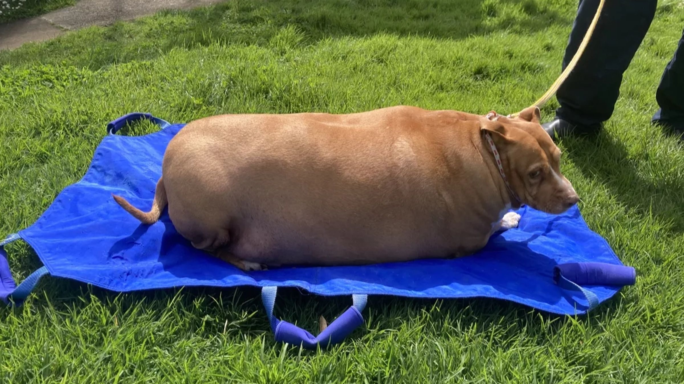 狗狗被飼主養到53.7公斤,最後不幸因健康問題死亡。(翻攝自SPCA官網)