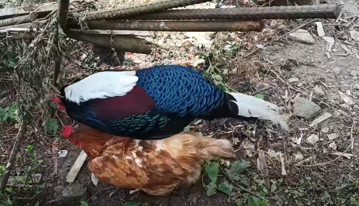 嘉義農場拍下藍腹鷴緊盯母雞的罕見畫面，求偶叫聲不斷，讓業者哭笑不得。（翻攝自臉書/築夢森居）