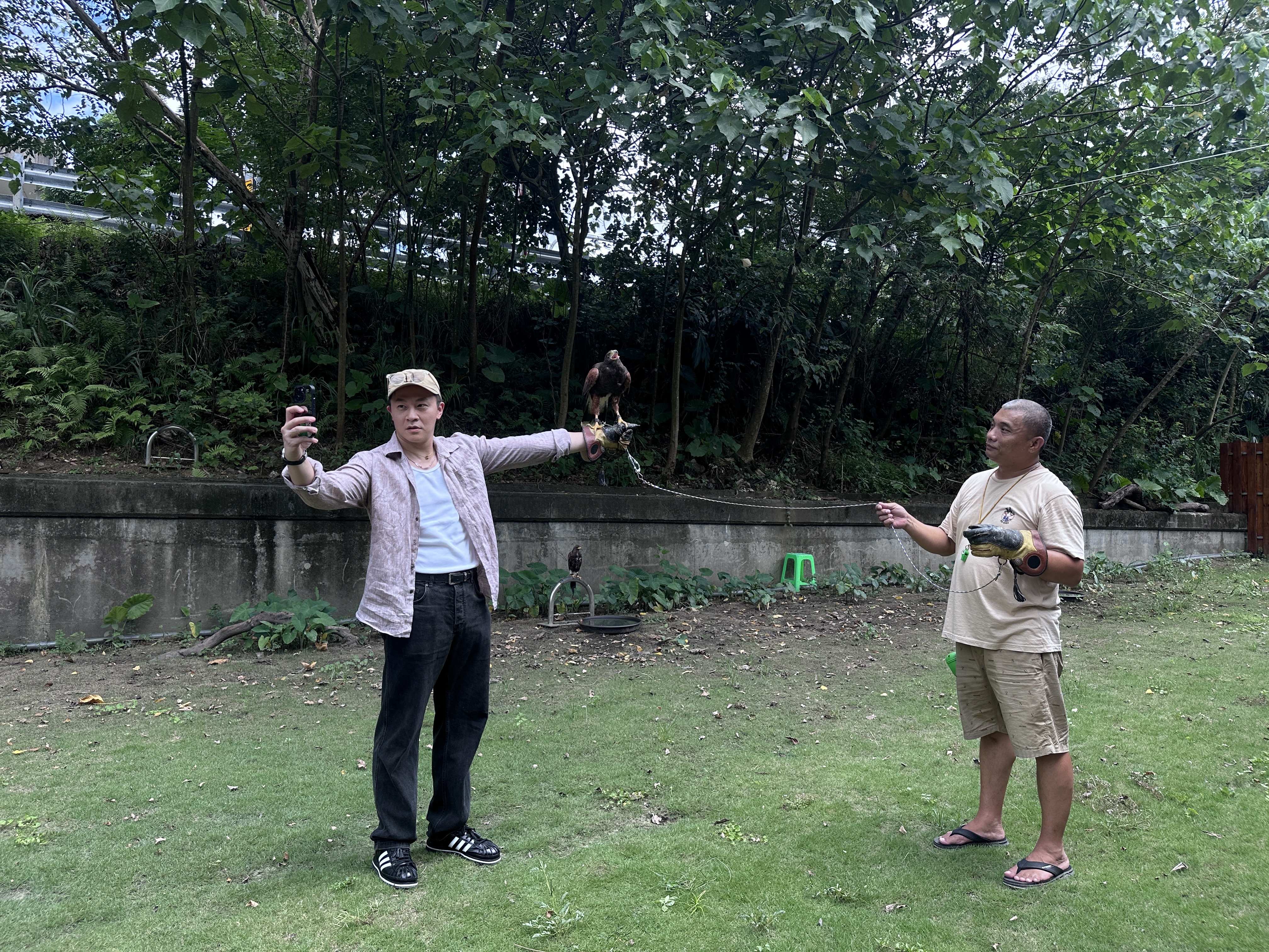 在馴鷹師的專業引導下，遊客也能親自伸出手臂，體驗雄鷹降落的威風瞬間。