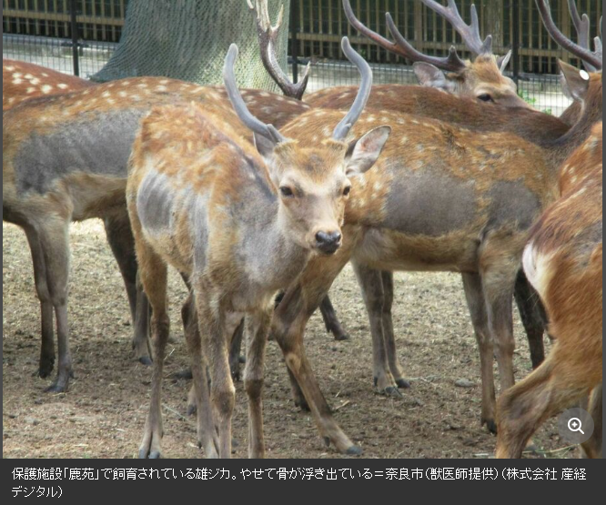 獸醫師出示相關影像,顯示多頭鹿已出現毛皮嚴重脫落,甚至骨瘦如柴的狀況。(翻自日本雅虎)
