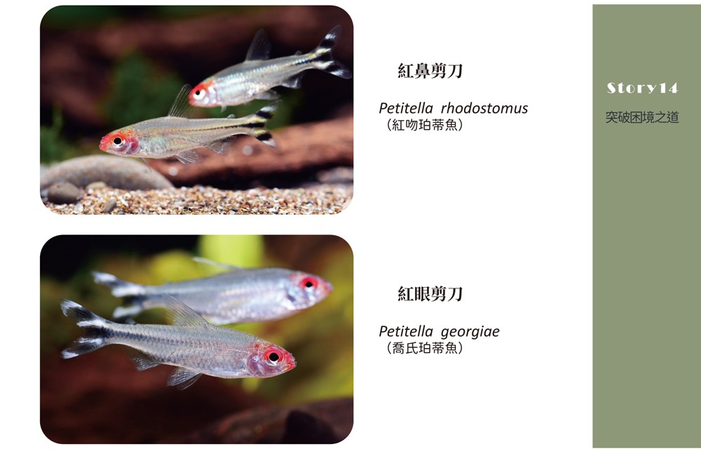《水都物語》單行本附有故事中登場的觀賞魚圖鑑，照片多由「Fishbook非魚不可」站長王忠敬提供。（海穹文化提供）