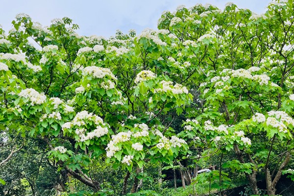 漫步仁和步道，沿途滿是美麗的桐花盛開。（圖／新竹縣政府）