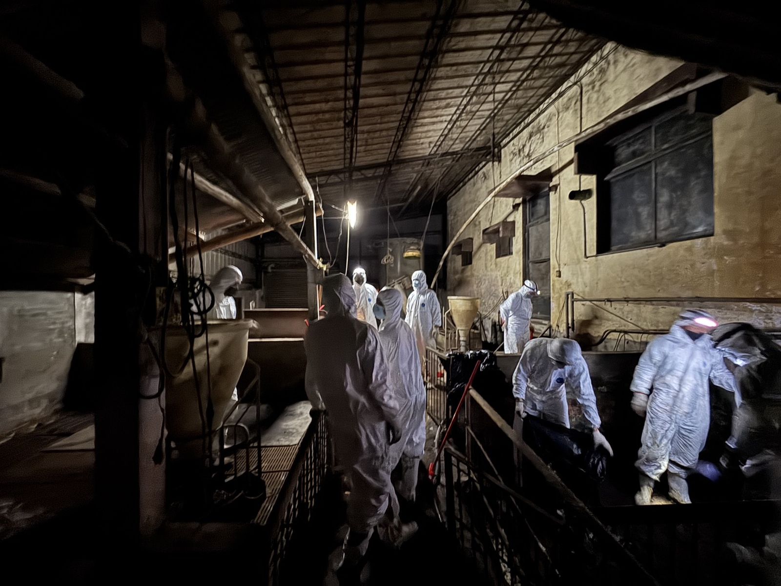 國軍十軍團80名官兵支援徹夜清理非洲豬瘟案場　動用化學兵35人執行消毒