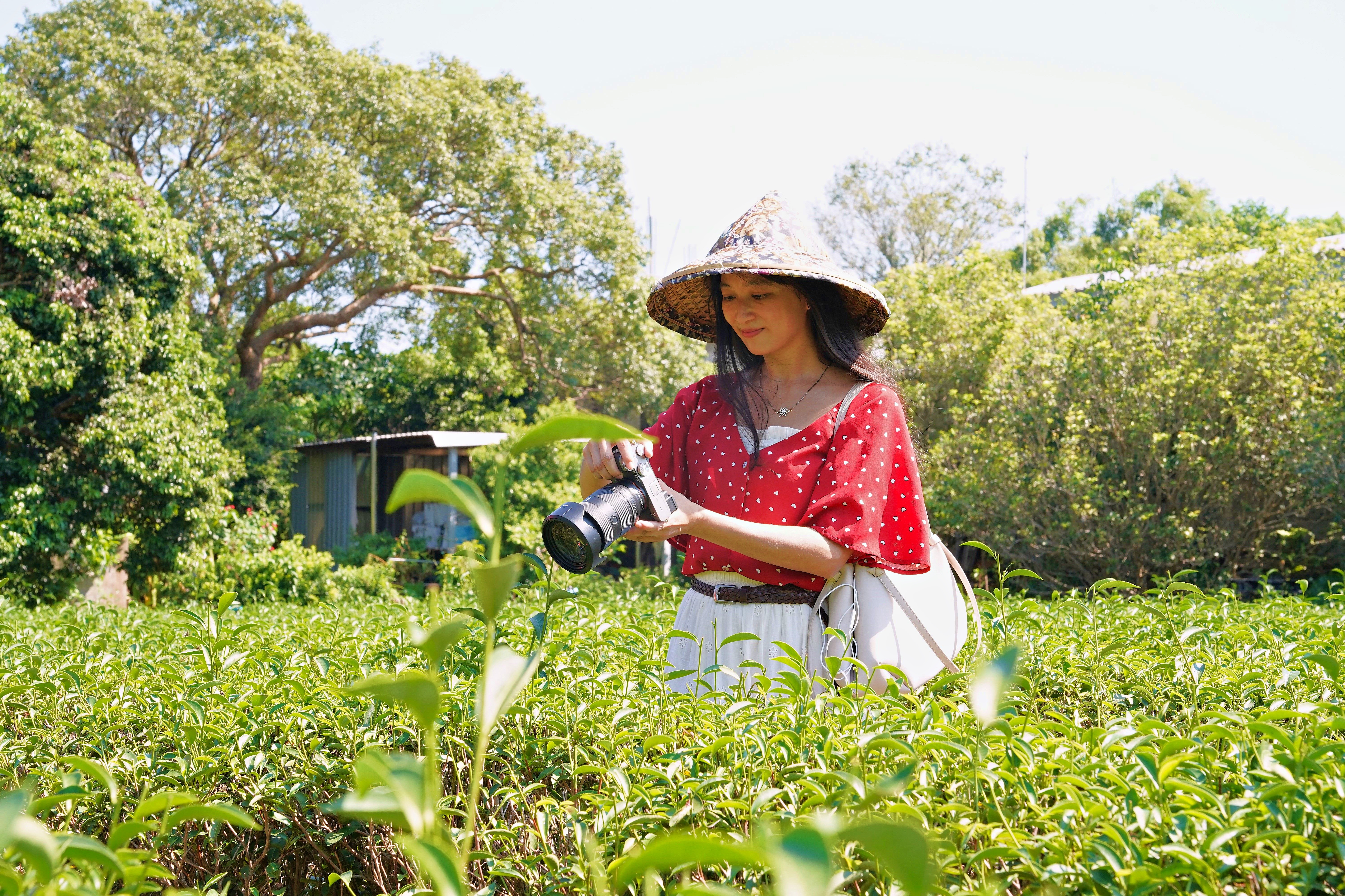 茶園觀光。（新竹縣政府提供）