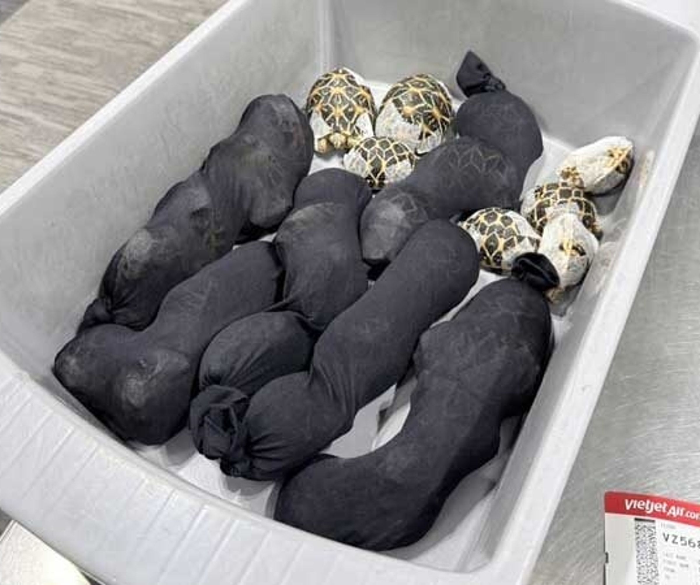 該女子身上共藏有30件印度星龜,其中29隻仍有生命跡象,另有1隻已不幸死亡。(翻攝自khaosod)
