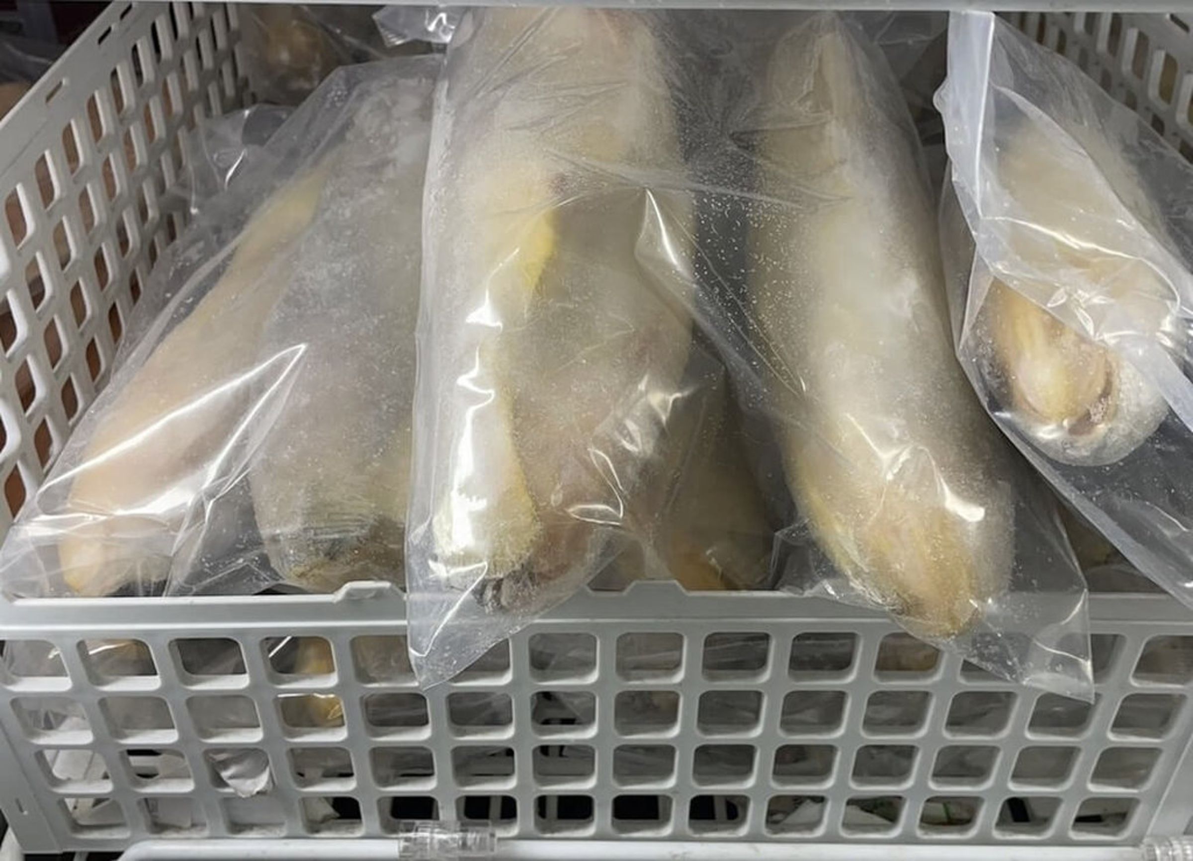 食藥署於一批自中國進口的小黃魚中驗出禁用的抗生素,總量達1,000公斤。(食藥署提供)