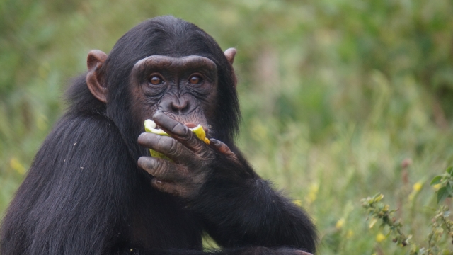 世界末日後，哪種生物將取代人類成為地球新霸主一直是科學界關注的議題。（示意圖，photoAC）