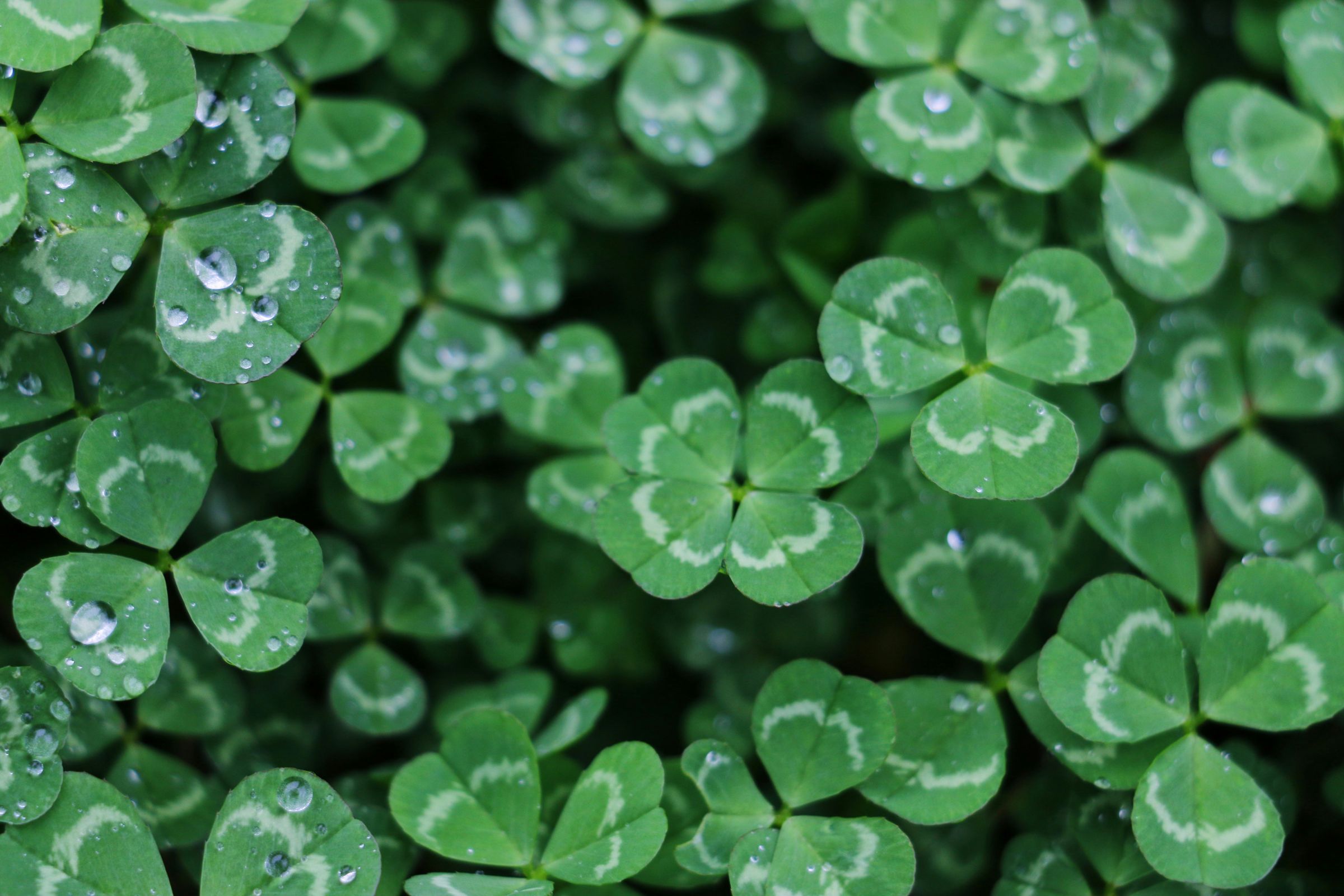 (Photo by Yan Ming Unsplash)
