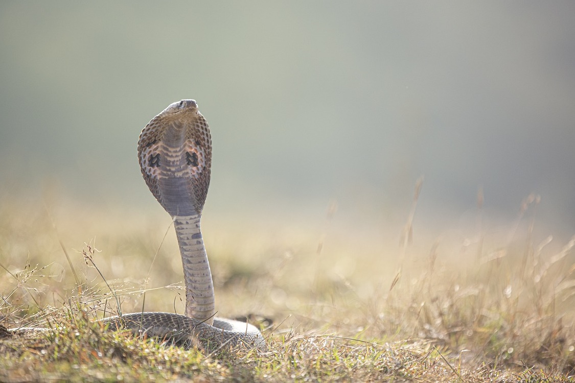 社子島驚傳有人在堤防附近野放大量的蛇，引起民眾擔憂。（示意圖，Pixabay）