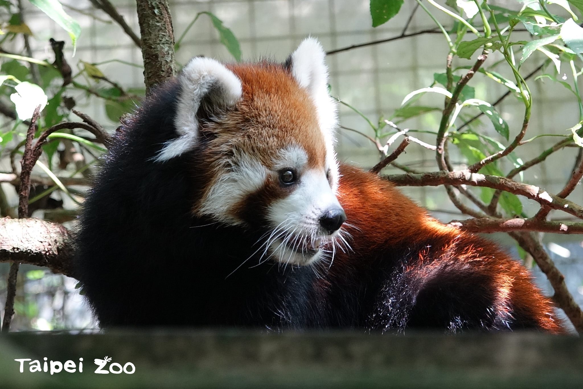 老齡15歲的小貓熊「美可」5月1日離世。（台北市立動物園提供）