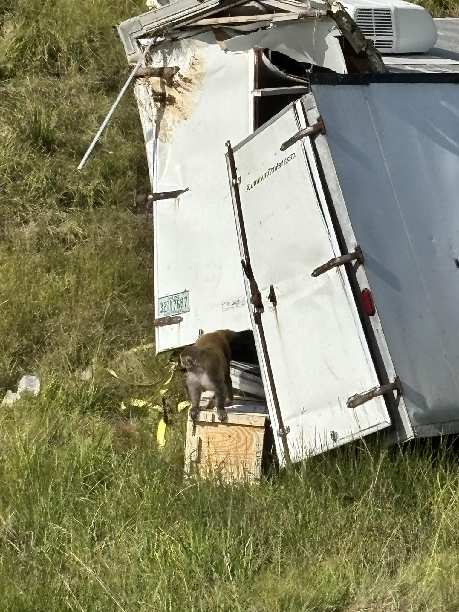 密西西比州運送實驗室猴的卡車車禍現場，有猴子趁機逃出車廂。（翻攝Jasper County Sheriff's Department, Mississippi 臉書）