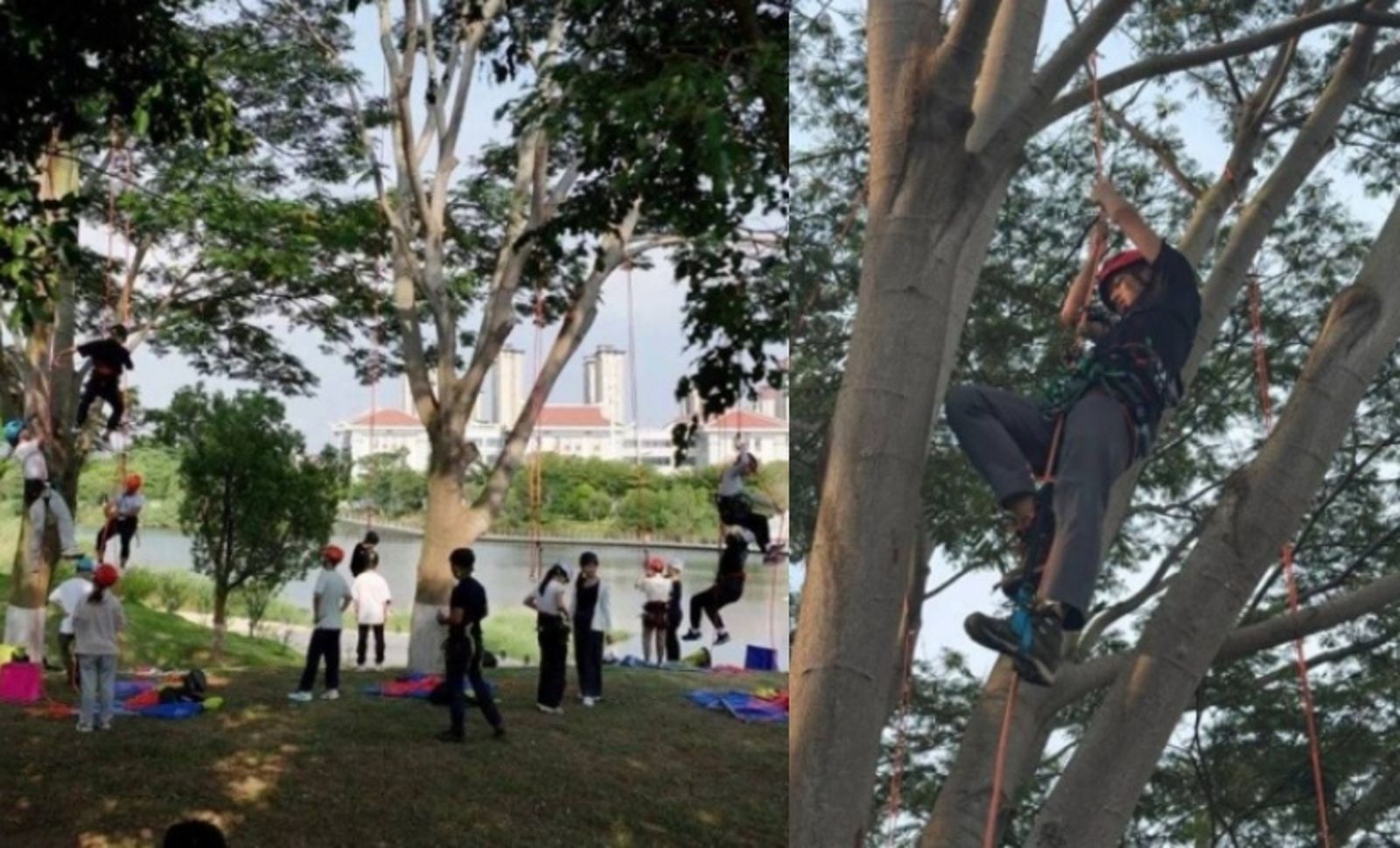 超療癒神課！攀上15公尺高「攀樹課」大學生搶破頭　校長親點名：這才是教育