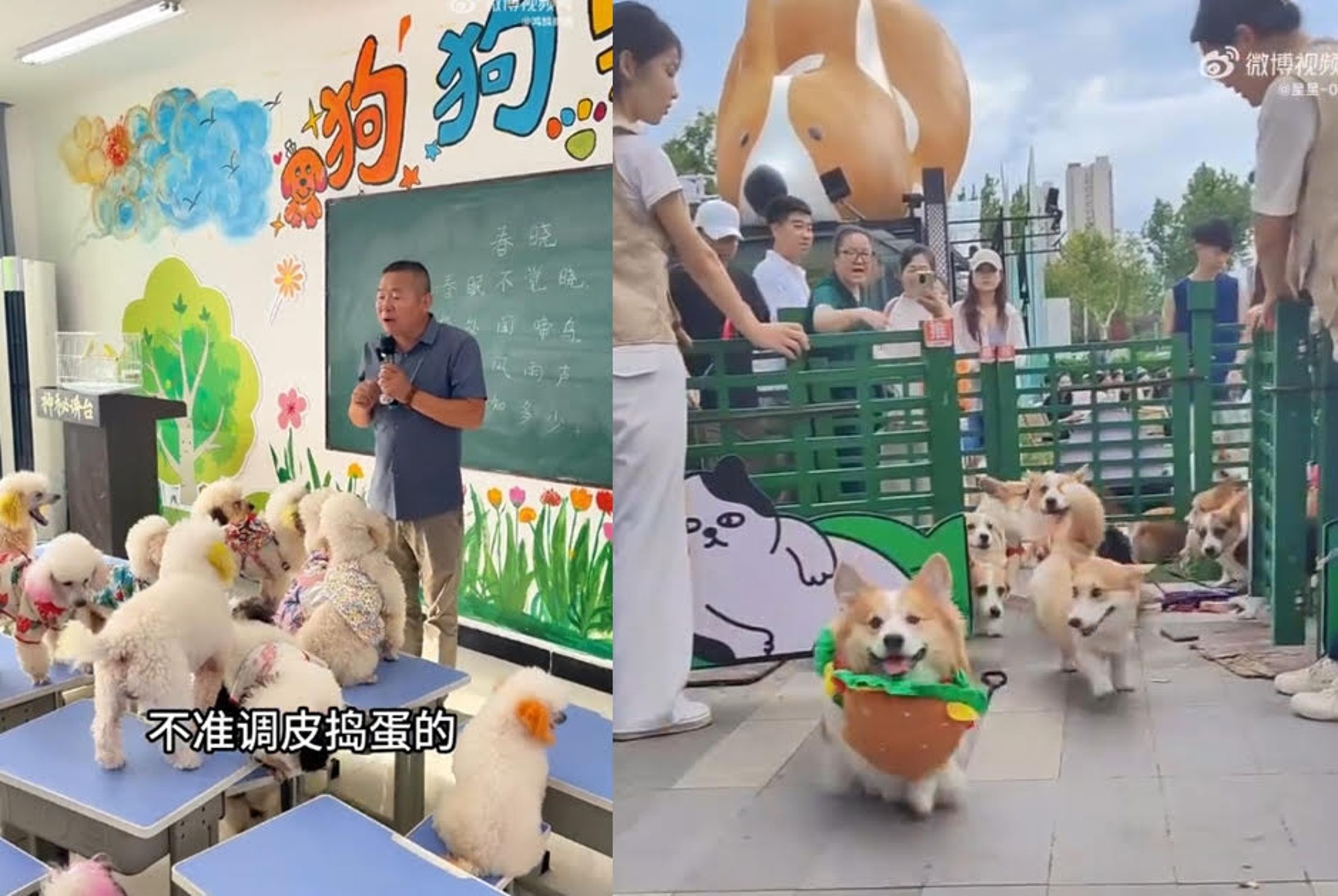 中國上海出現狗狗幼兒園的新興產業,每月託管狗狗上課居然要價高達5萬多台幣。(翻攝微博)