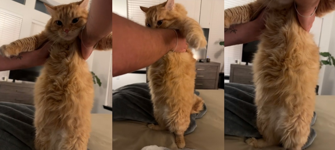 「臉超滿足」美橘貓暴食爆紅！讓主人哭笑不得。（翻攝自tiktok@alixandracass）