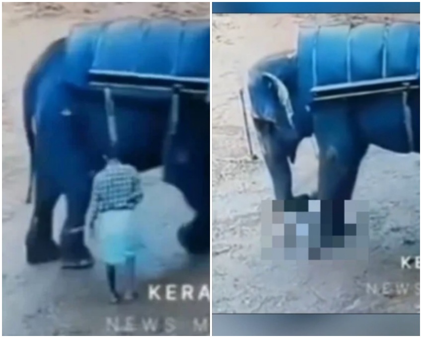 印度一名馴象師遭到園內一隻大象踩死。（翻攝自Ｘ）