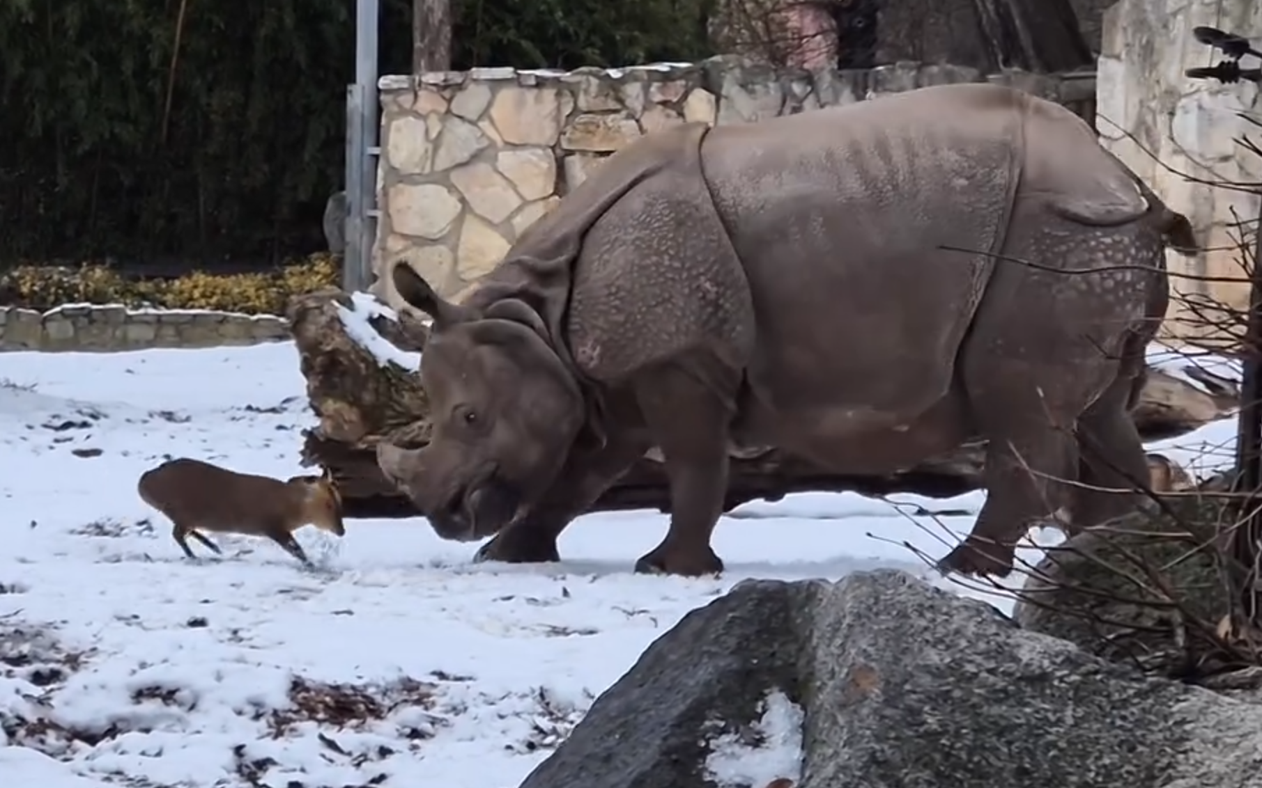 體重約15公斤的山羌，衝向1.7噸的犀牛，畫面成強烈對比。（翻攝ZOO Wrocław臉書）