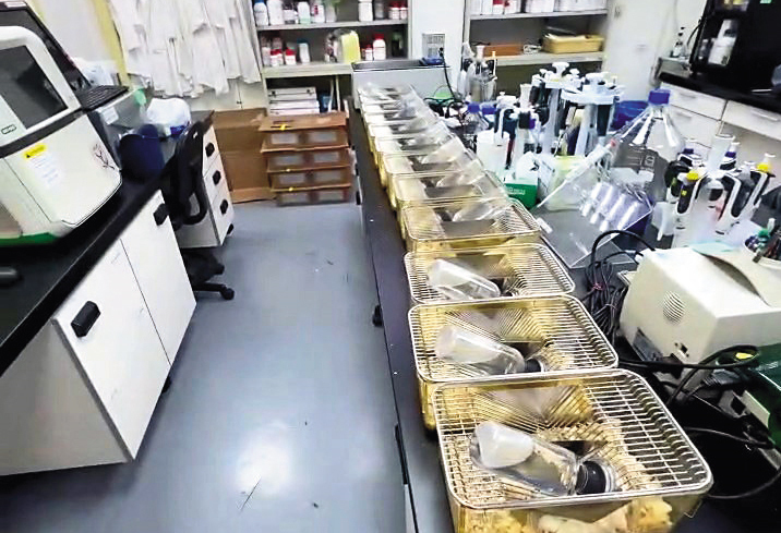 上百隻老鼠被混養在滿是儀器及化學藥物的實驗室，差點全被安樂死。（讀者提供）