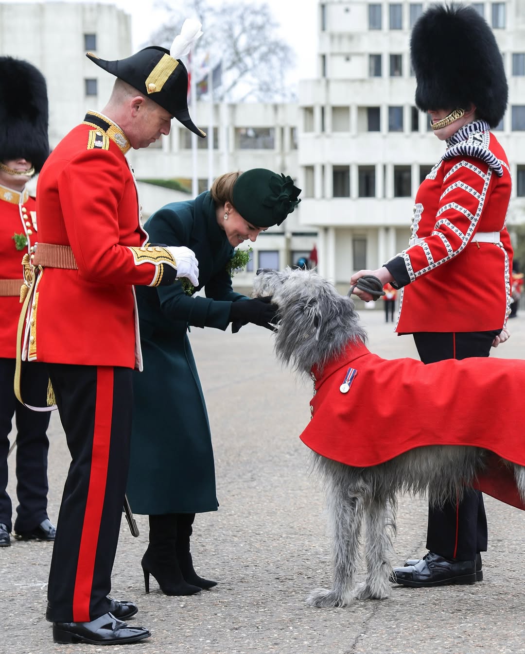凱特王妃撫摸愛爾蘭獵狼犬Seamus。（翻攝princeandprincessofwales IG）
