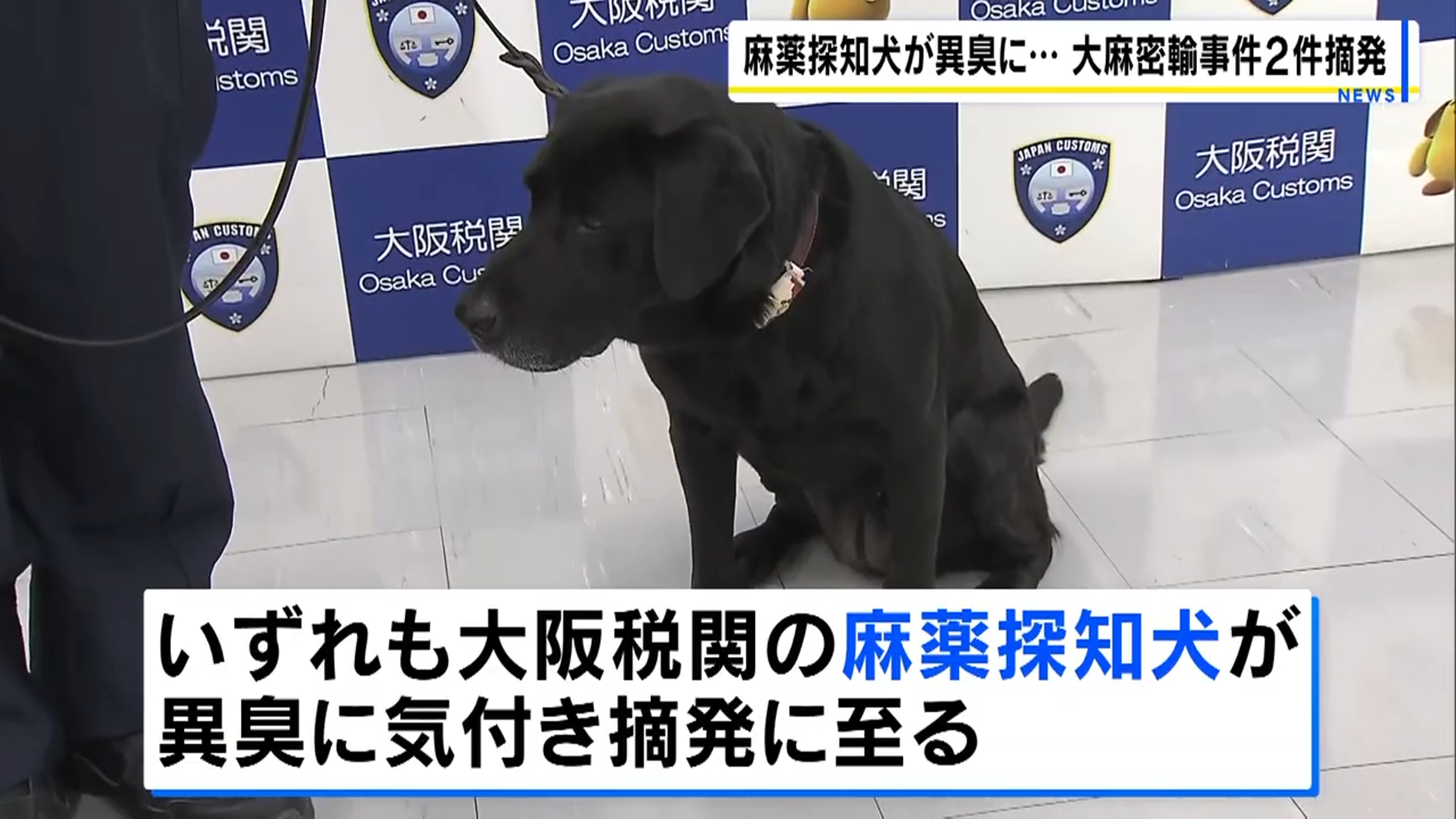 緝毒犬發現黃女行李有異,成功讓海關人員將她攔截下來。(翻攝自YouTube MBS新聞資訊)