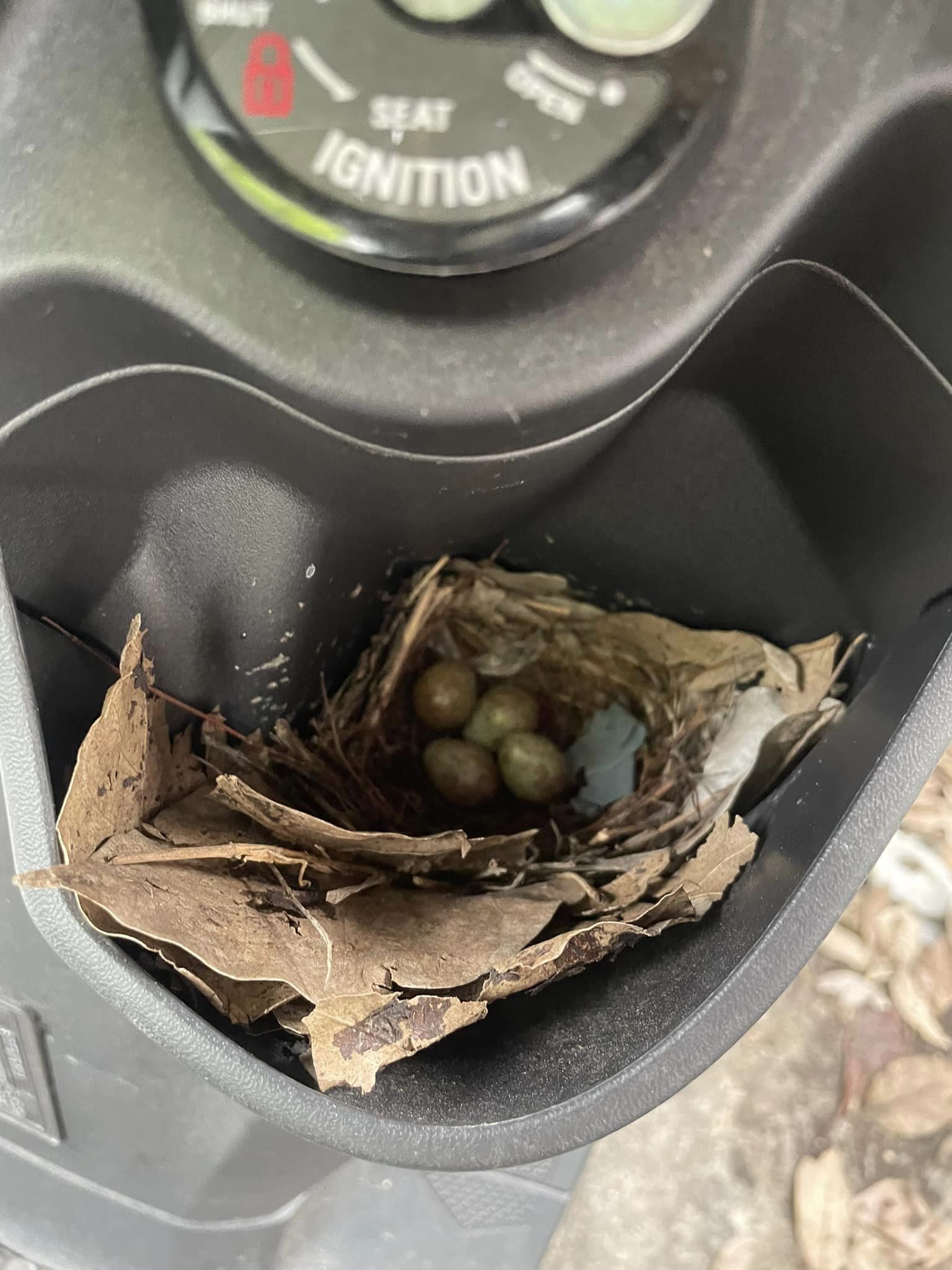 有隻可愛的小鳥在機車的飲料杯架內築巢，下面還有4顆正在孵化的蛋。（翻攝自爆廢公社）