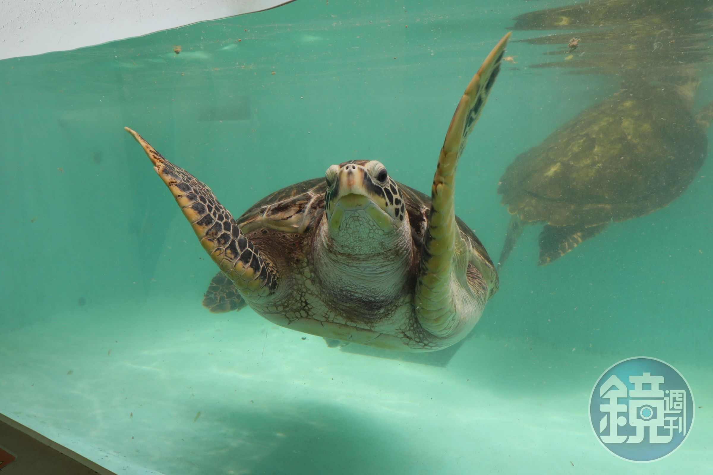 館內介紹日本多元的海洋生物,包含各種海龜。