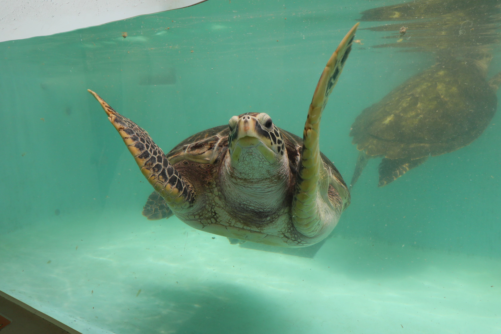 館內介紹日本多元的海洋生物,包含各種海龜。