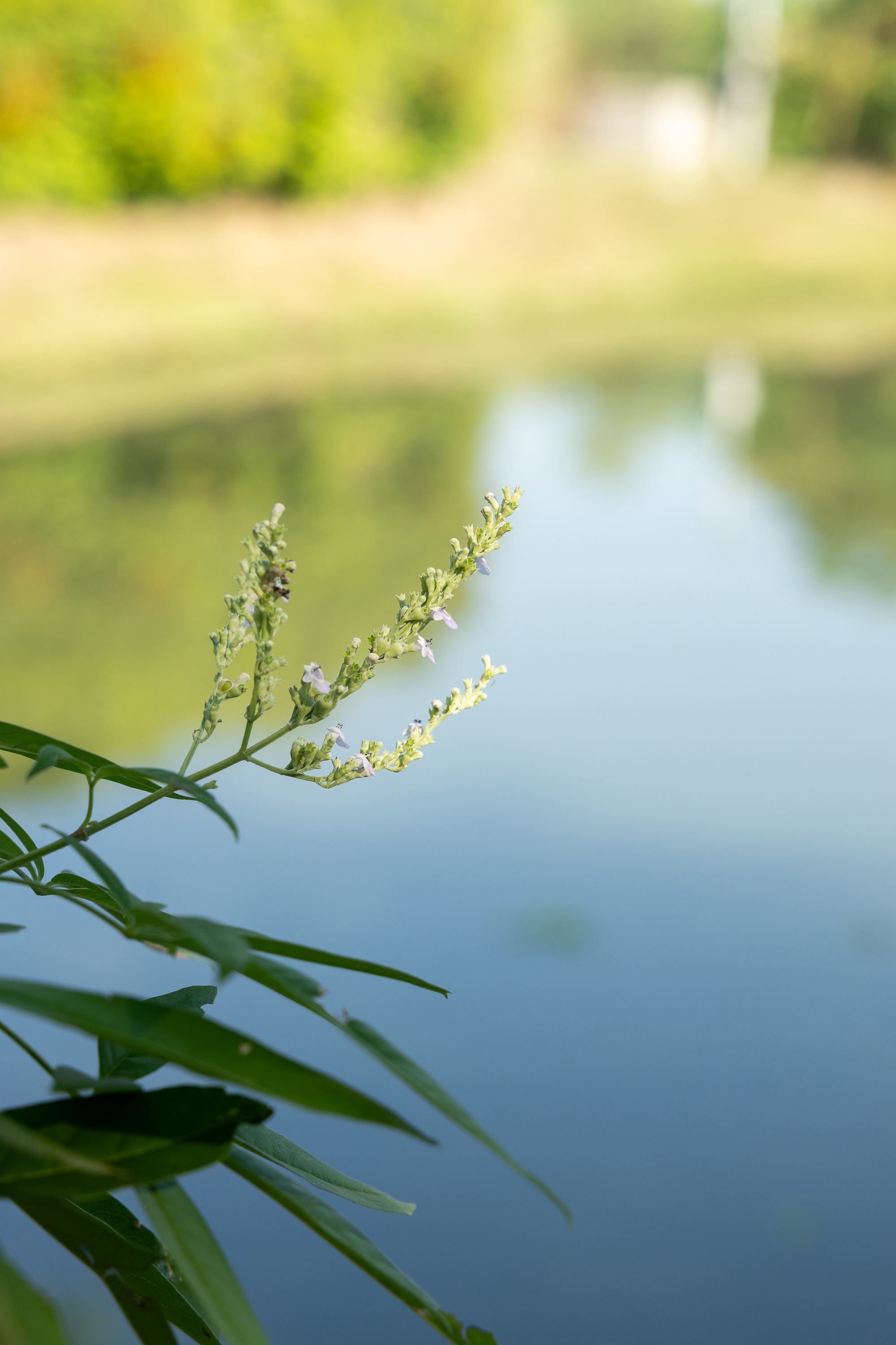 黃荊又稱埔姜，秋天可在左岸濕地公園看見盛開遍野。