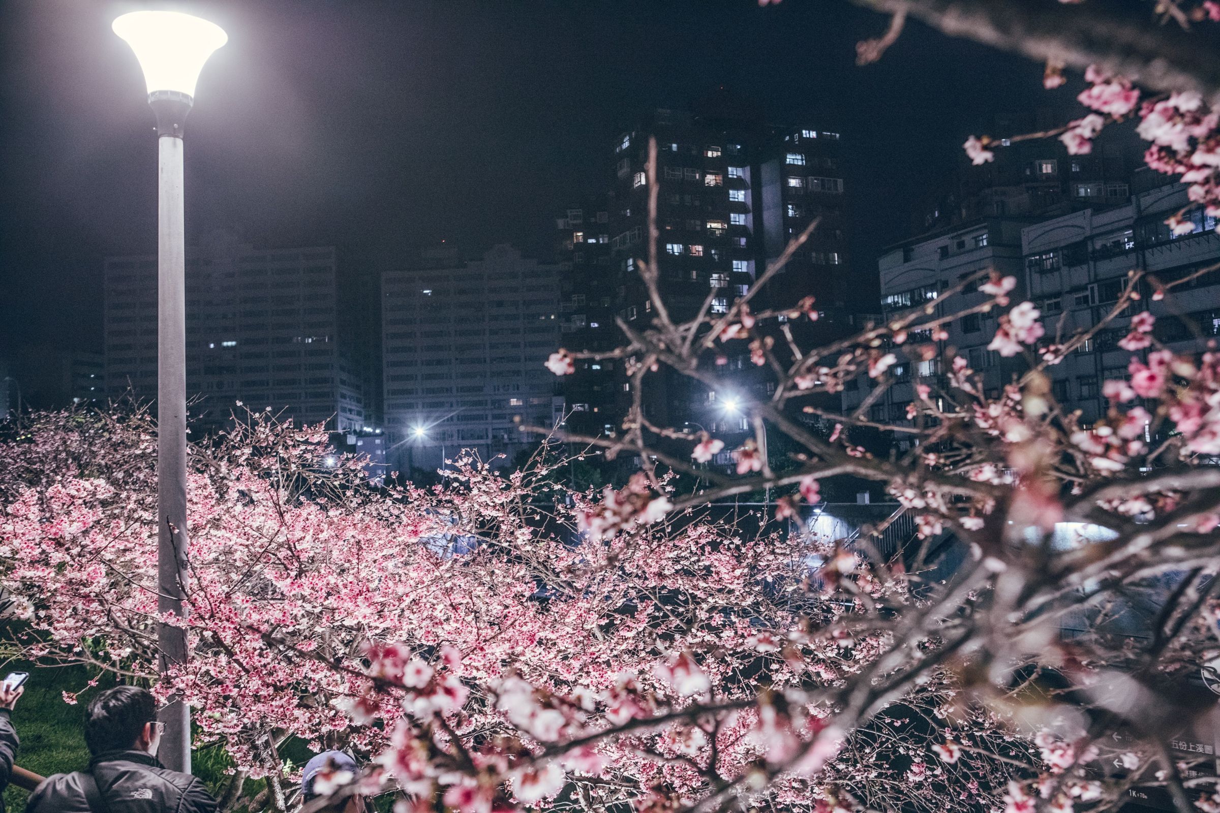 內湖樂活夜櫻季今開幕,今年取得授權推出迪士尼公主花卉造景,是活動的一大亮點。(北市公園處提供)