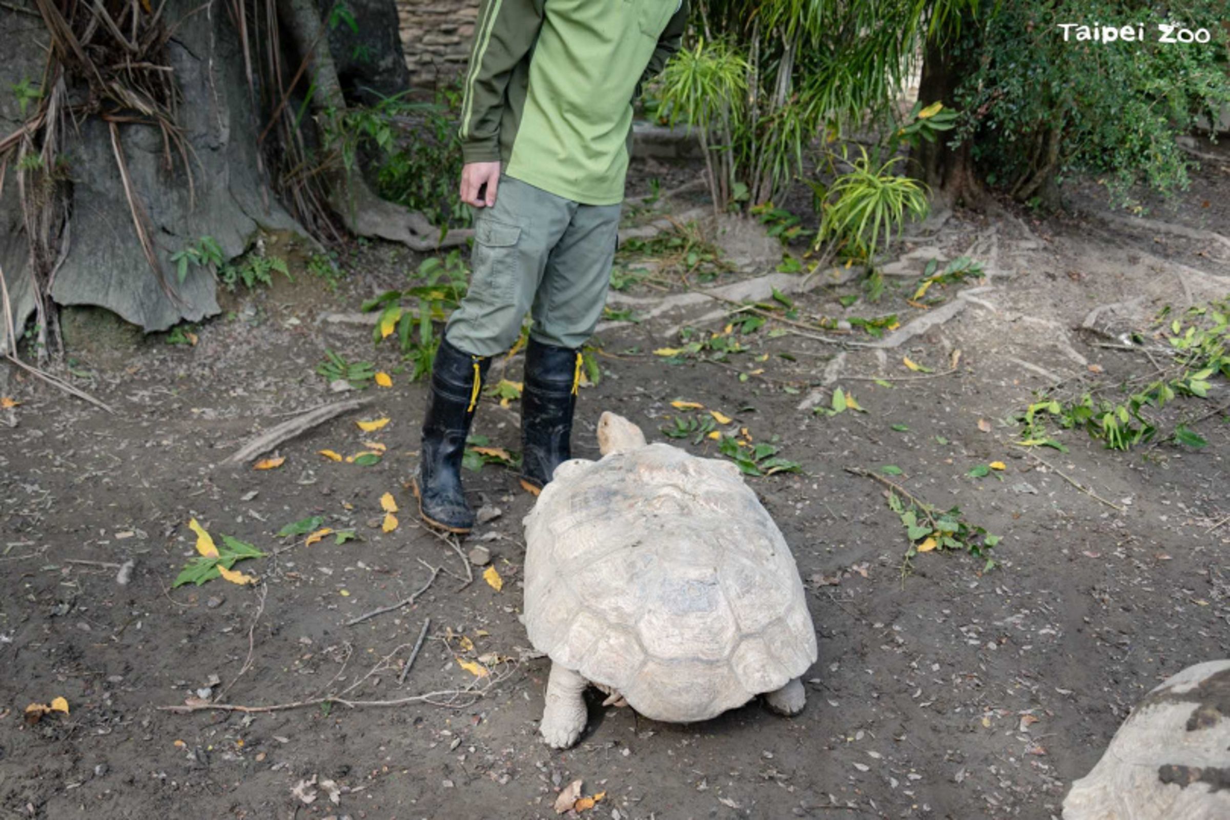 臺北市立動物園非洲動物區,蘇卡達象龜因爭奪地盤推擠翻車,保育員進場調停。(北市動物園提供)